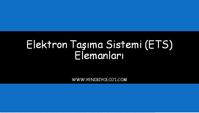 Elektron Taşıma Sistemi (ETS) Elemanları