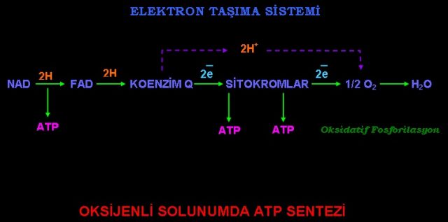 Elektron Taşıma Sistemi (ETS) Elemanları