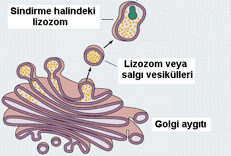 Golgi Cisimcigi Gorevleri Ve Ozellikleri