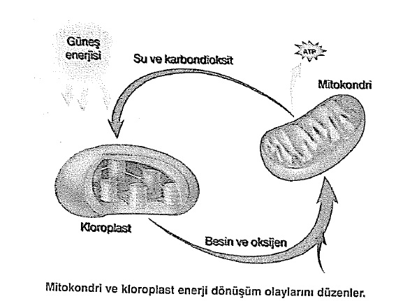 Mitokondri ve Kloroplast Arasındaki Farklar ve Ortak Özellikler