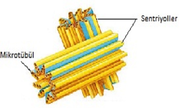mikrotubul nedir ozellikleri ve gorevleri